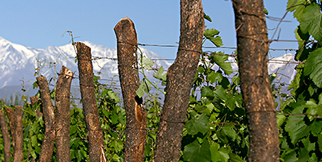 <span>Harvest:</span> June - July